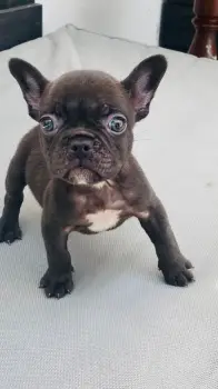 Oferta cachorro bulldog frances macho en santo domingo y vacuna al dia