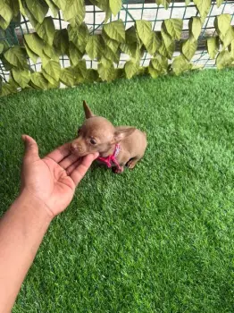 Oferta cachorro chihuahua ambos sexo en santo domingo con su vacuna al