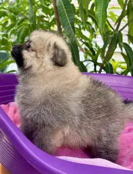 Pomerania hembra cara de oso