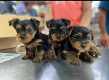 Oferta cachorro yorkie ambos sexo en santo domingo y vacunados