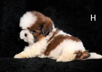 Oferta cachorro shih tzu hembra en santo domingo y vacuna al dia
