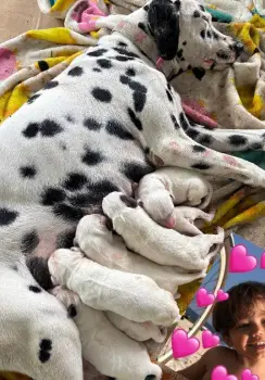 Cachorros dalmatas negro/marron en la vega