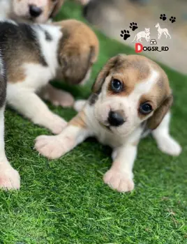 Beagle ambos sexos