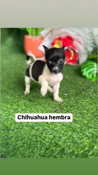 Oferta cachorro chihuahua hembra en santo domingo vacuna al dia