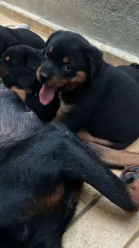 Oferta cachorro rottweiler hembra en santo domingo vacunado