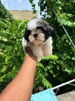 Oferta cachorro shipoo macho en santo domingo y todo al dia