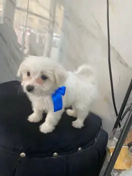 Oferta cachorro maltipoo macho en santo domingo con su vacunas