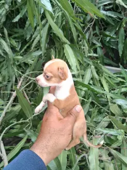 Oferta cachorro chihuahua ambos sexo en santo domingo con su vacuna al