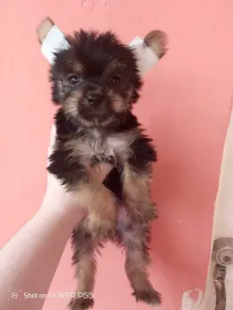 Oferta cachorro yorkie ambos sexo en santo domingo y vacunados