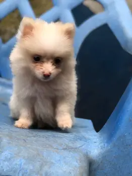 Oferta cachorro pomerania hembra en santiago y vacuna al dia