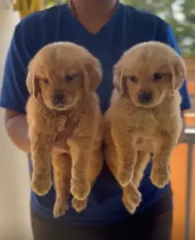Oferta cachorro golden retriever ambos sexo en santo domingo