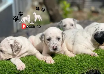 Dalmata ambos sexos