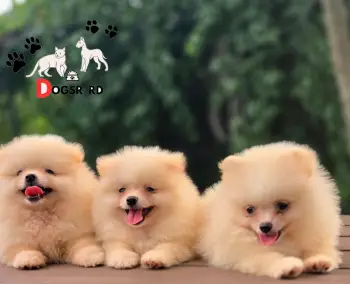 Pomerania calidad cara de oso ambos sexos