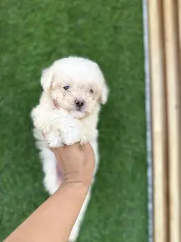 Poodle toy ambos sexos  en santo domingo este