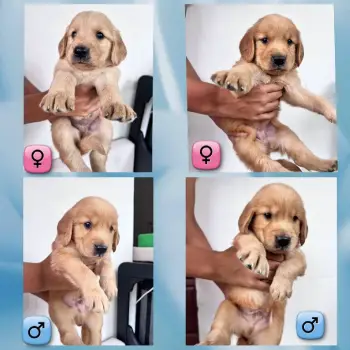 Golden retrievers ambos sexos