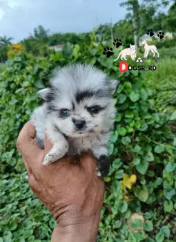 Pomerania merle hembra