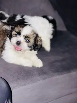 Shih tzu mini hembra  en santo domingo este