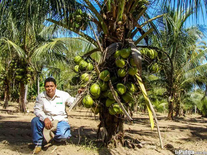 Matas de Coco Enano Foto 6626997-1.jpg