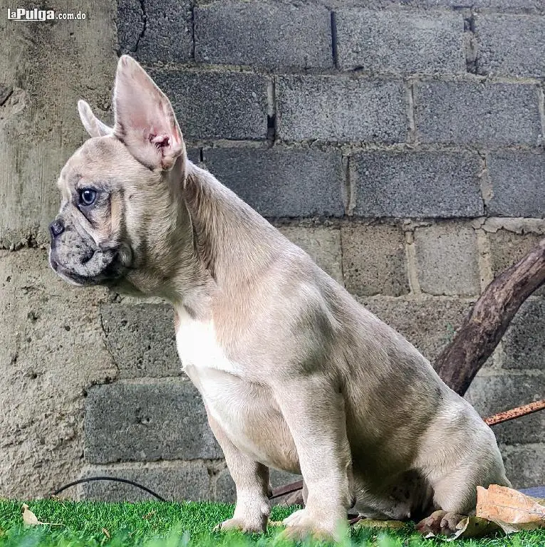 Cachorros Bulldog francés Foto 7134123-1.jpg