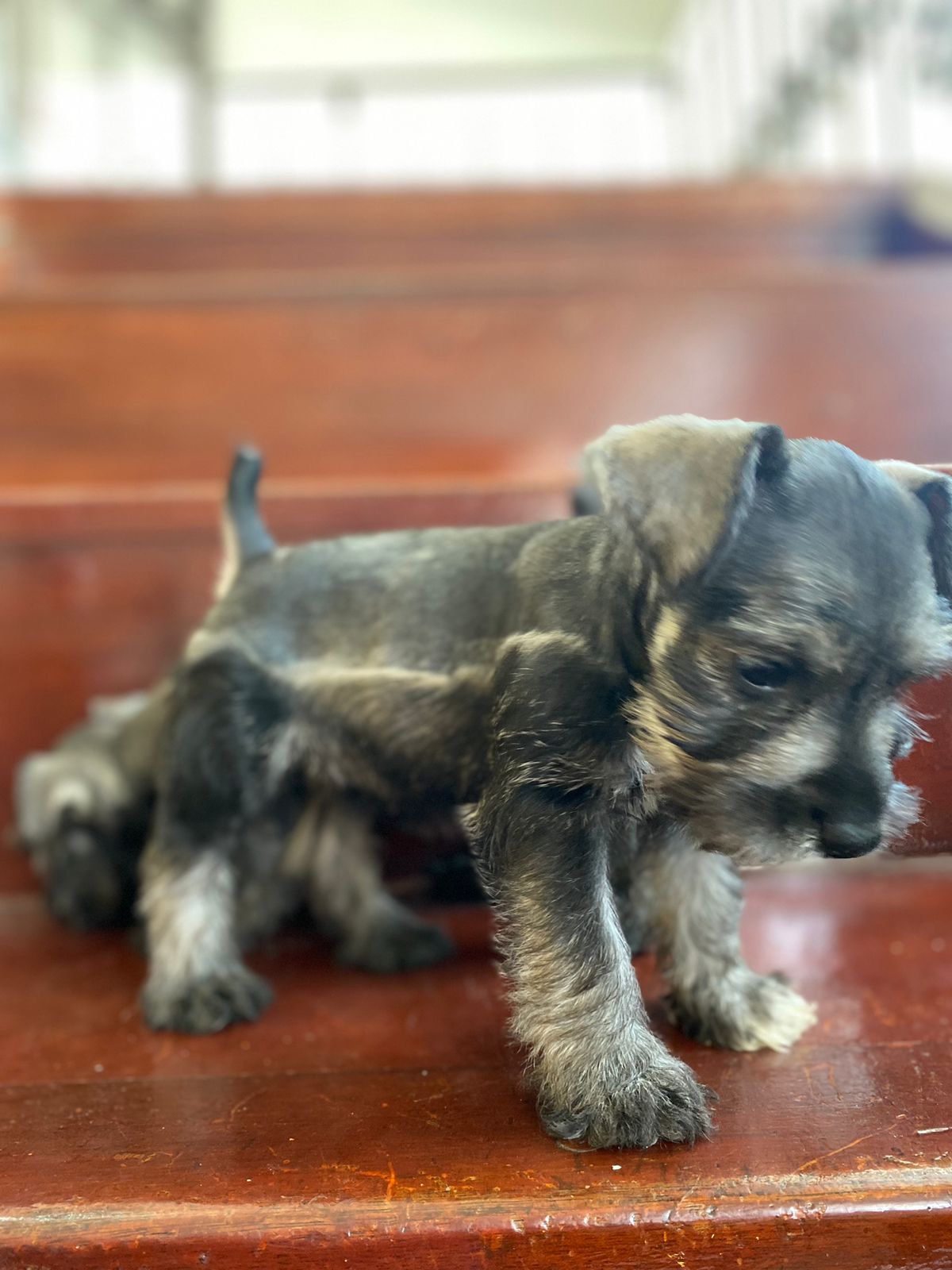 Schnauzer  Foto 7135868-U1.jpg