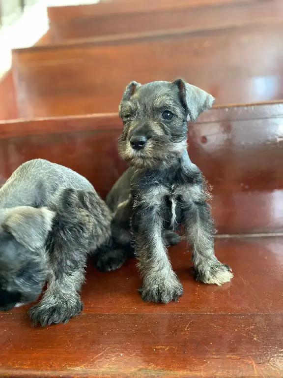 Schnauzer  Foto 7135868-U5.jpg