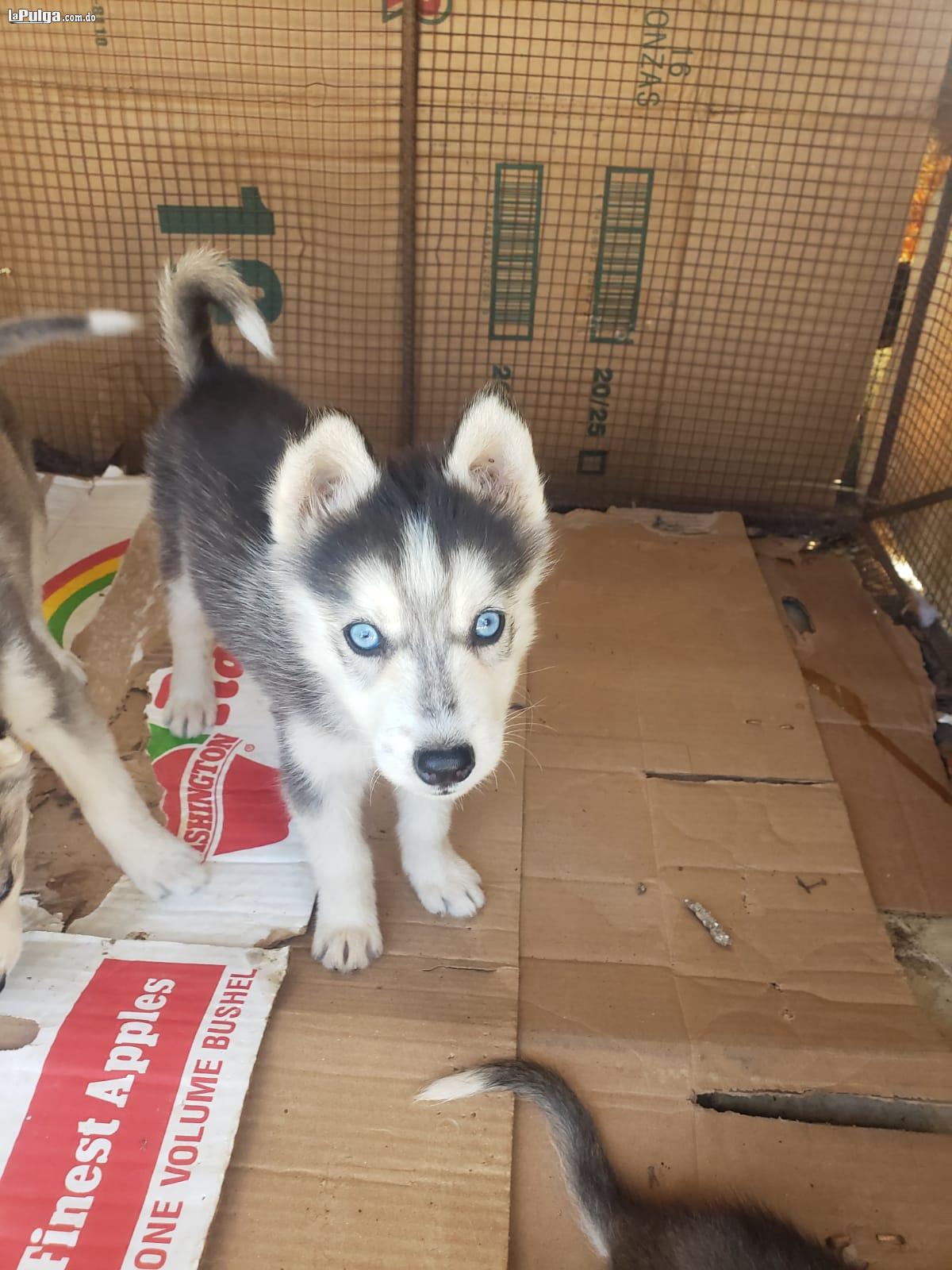 Hermosos husky siberianos  en Nagua Foto 7145191-3.jpg