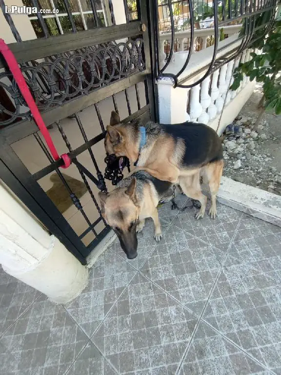 Cachorros de Pastor Aleman 2 semanas de nacidos. Desparacitados Foto 7150318-3.jpg