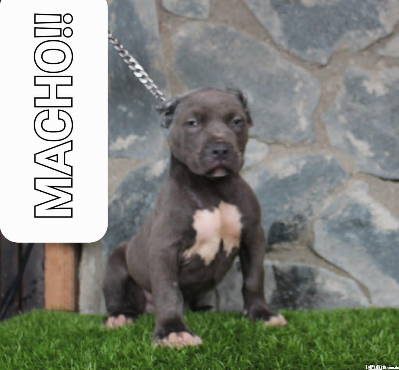 Hermos cachorros American Bully XL con pedigrí disponibles.  Foto 7154881-5.jpg