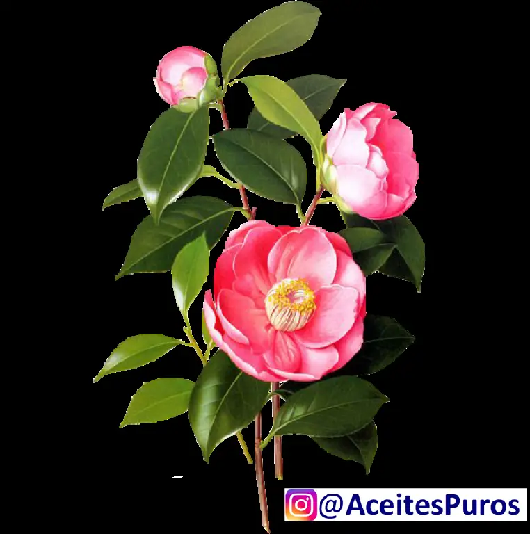 CAMELLIA Camilia sinensis oleifera japonica aceite y flores Foto 7165137-3.jpg