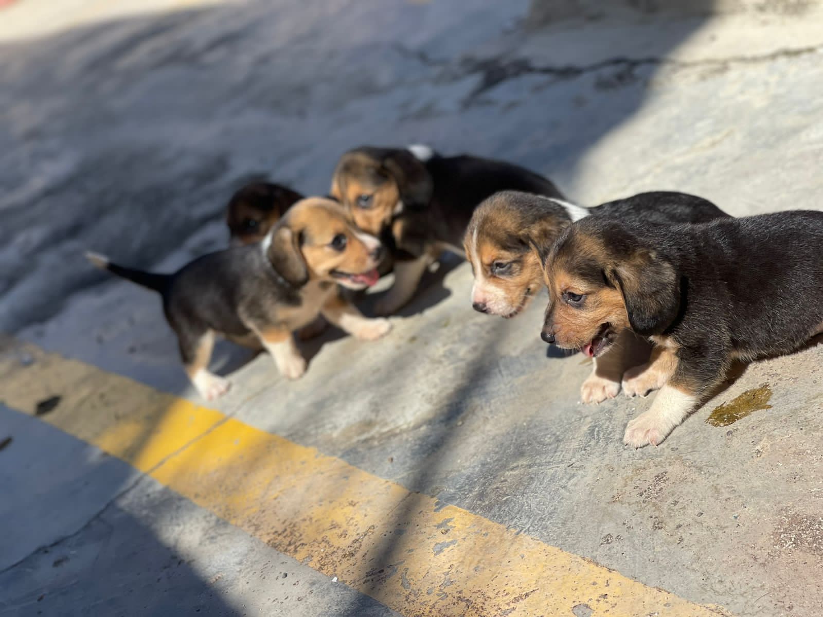 BEAGLE Foto 7174944-2.jpg