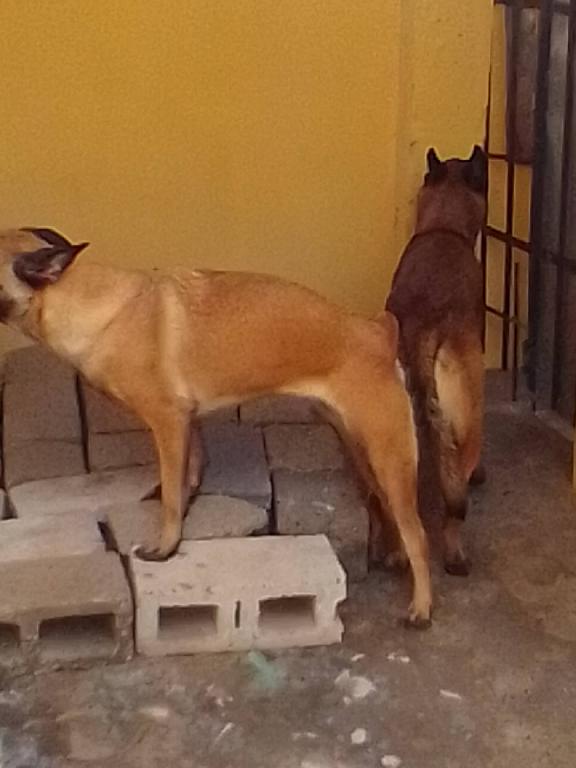 Cachorros de pastor belga malinois y pastor belga groenendae Foto 7194595-4.jpg