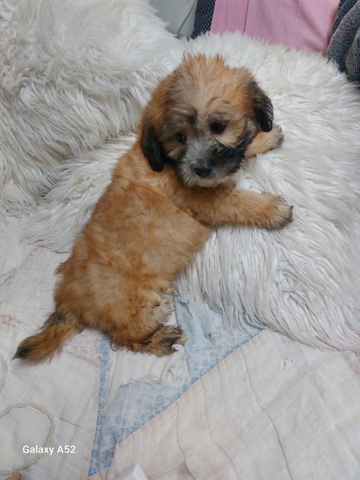 SHIPOO disponible  Foto 7206496-2.jpg