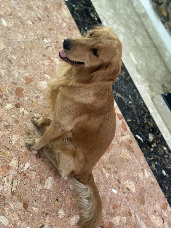 Cachorro Golden Retriever Perros Foto 7224150-5.jpg