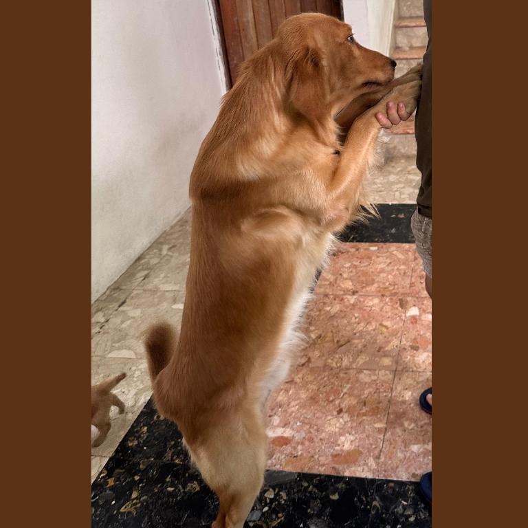Cachorro Golden Retriever Perros Foto 7224150-8.jpg