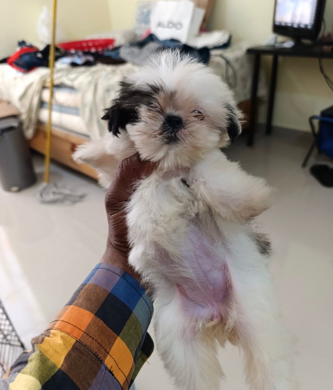 OFERTA CACHORRO SHIH TZU AMBOS SEXO EN SANTO DOMINGO Y VACUNADOS Foto 7224254-1.jpg