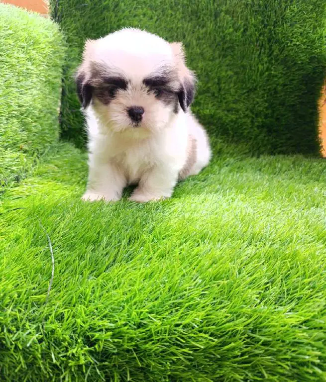 OFERTA CACHORRO SHIH TZU AMBOS SEXO EN SANTO DOMINGO Y VACUNADOS Foto 7224254-2.jpg