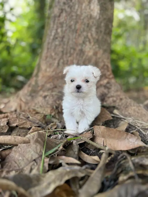 Bichon maltes macho mini en Santo Domingo Oeste Foto 7235829-o1.jpg
