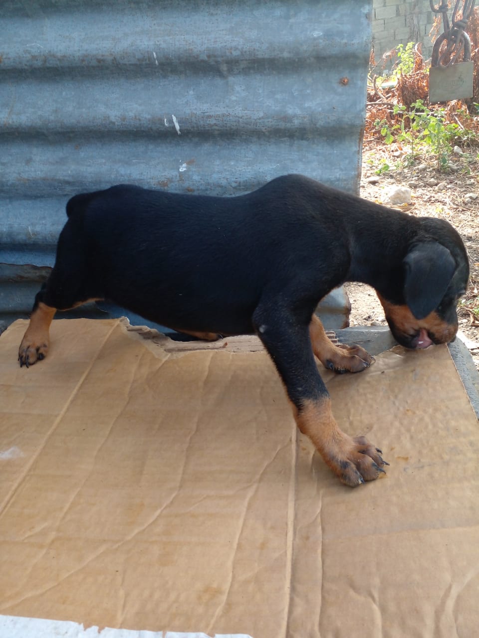Doberman  Foto 7240420-4.jpg