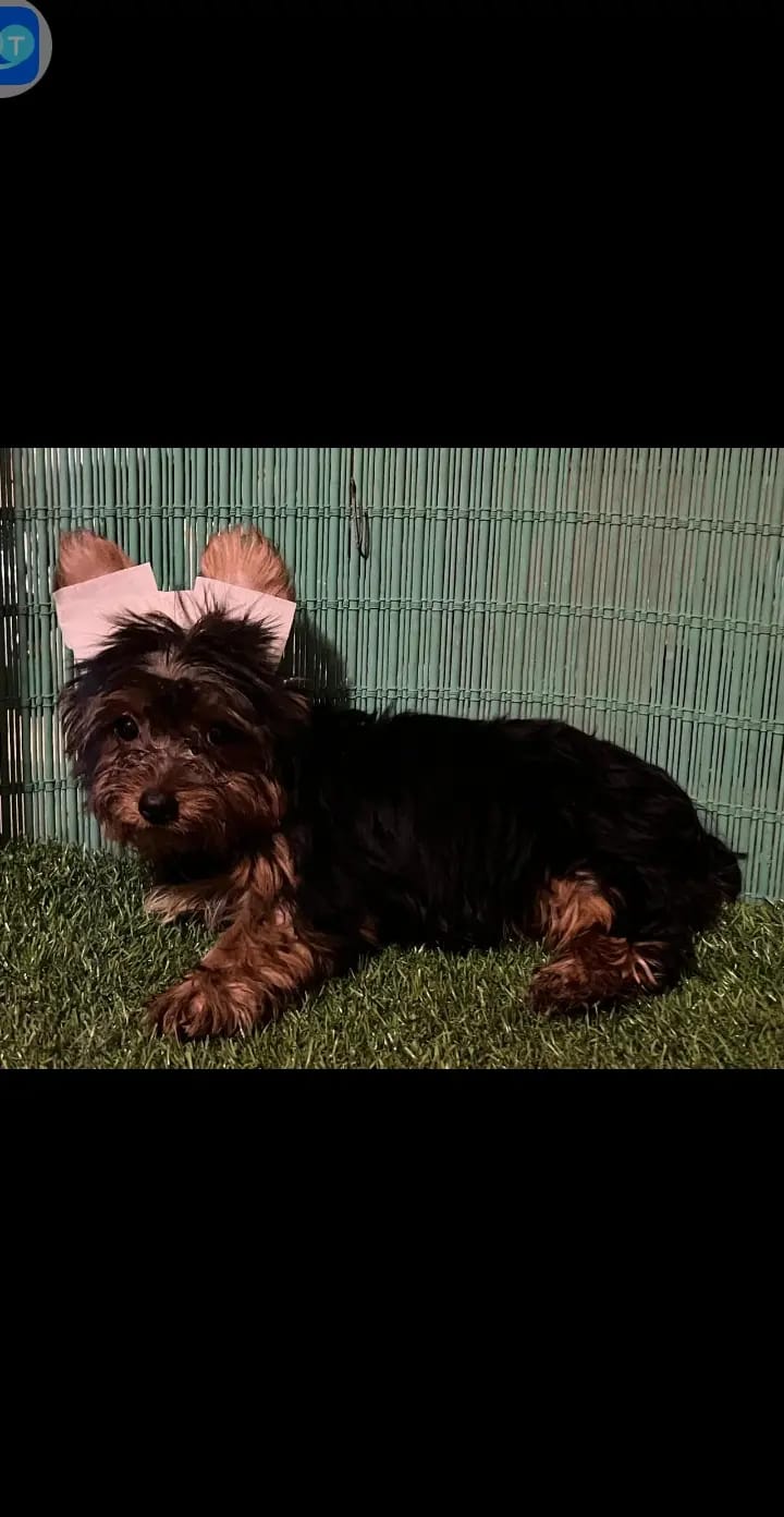 Yorkishire terrier hrmbra y macho  Foto 7241119-1.jpg