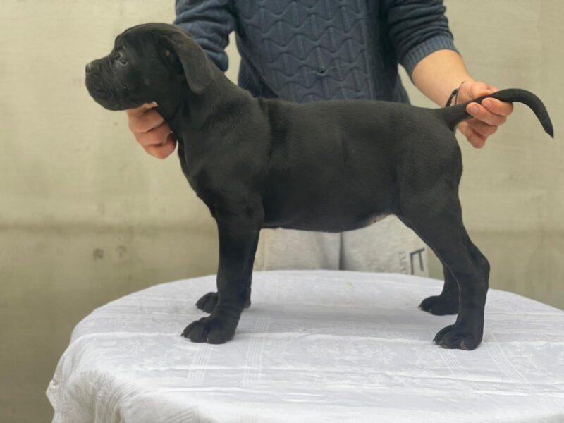 Cane corso hembra 4 meses orejas cortadas Foto 7241421-1.jpg