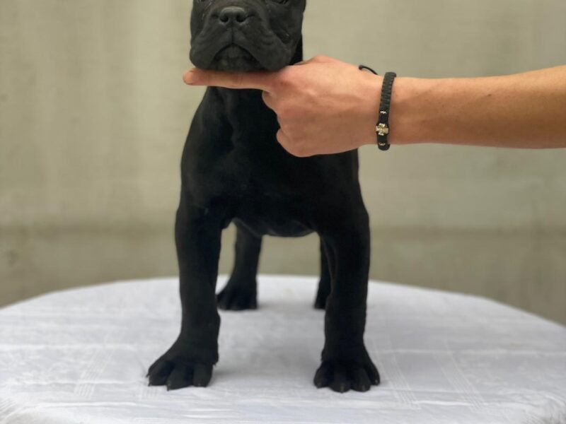 Cane corso hembra 4 meses orejas cortadas Foto 7241421-2.jpg
