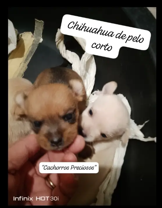 Chihuahua Mini/Toy Emamos 0 1 2 Foto 7255938-124203.jpg