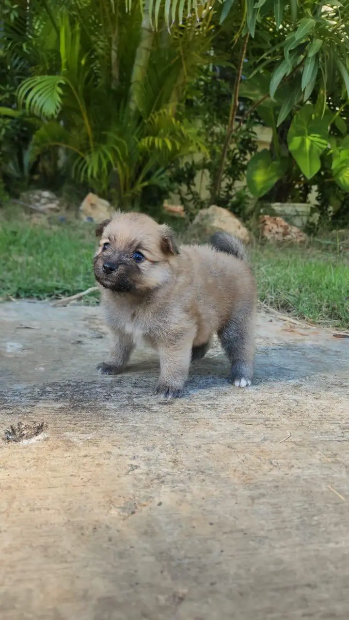 Pomerania en venta  Foto 7260615-1.jpg