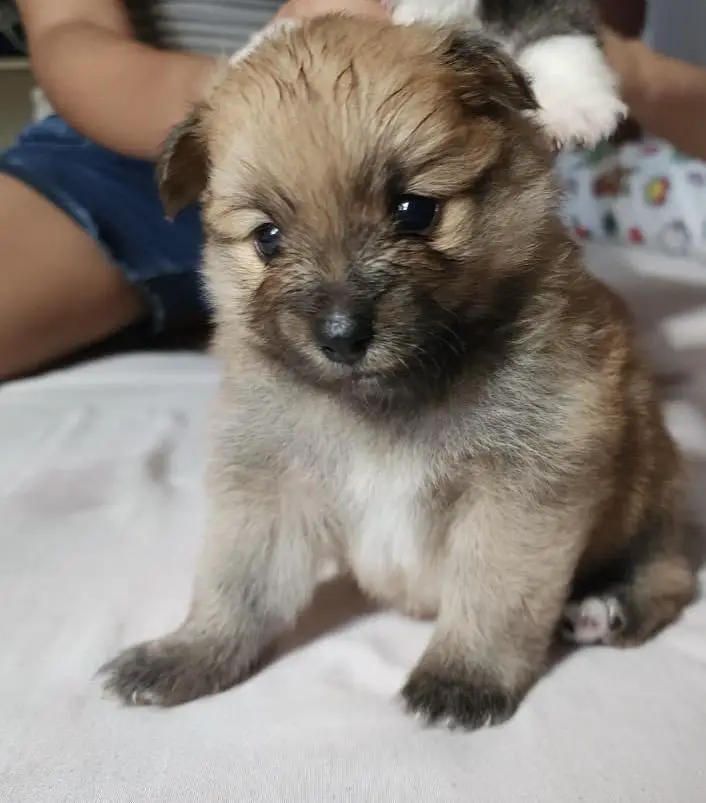 Pomerania en venta  Foto 7260615-2.jpg