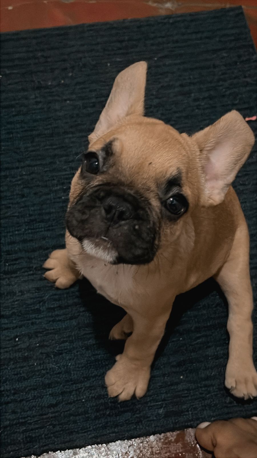 OFERTA CACHORRO BULLDOG FRANCES MACHO EN SANTO DOMINGO Y VACUNA AL DIA Foto 7267395-1.jpg