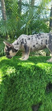 OFERTA CACHORRO BULLDOG FRANCES HEMBRA EN SANTO DOMINGO Y VACUNADO Foto 7268487-1.jpg
