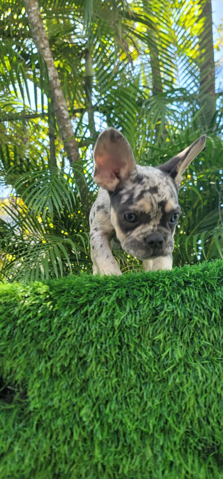 OFERTA CACHORRO BULLDOG FRANCES HEMBRA EN SANTO DOMINGO Y VACUNADO Foto 7268487-2.jpg