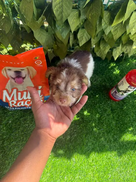 OFERTA CACHORRO SHIPOO MACHO EN SANTO DOMINGO Y TODO AL DIA Foto 7268897-1.jpg
