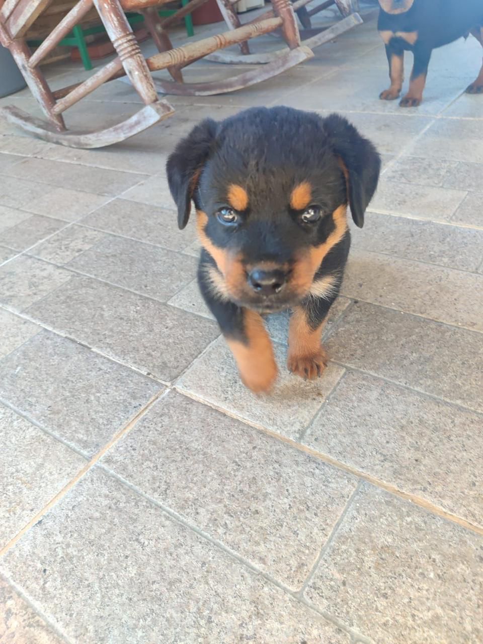 OFERTA CACHORRO ROTTWEILER MACHO CON SUS VACUNAS AL DIA EN SANTO DOMIN Foto 7270662-1.jpg