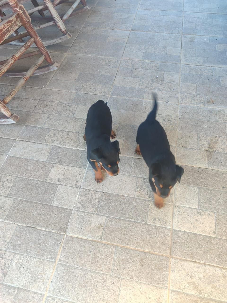 OFERTA CACHORRO ROTTWEILER MACHO CON SUS VACUNAS AL DIA EN SANTO DOMIN Foto 7270662-2.jpg